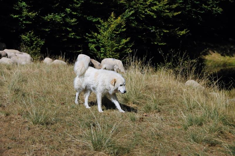chien de protection