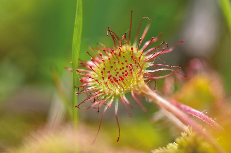 drosera