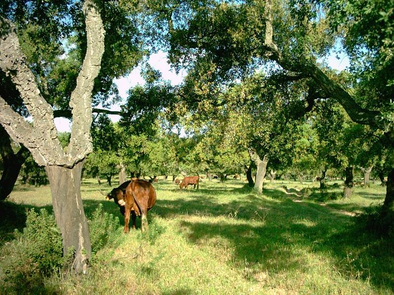 Dehesa