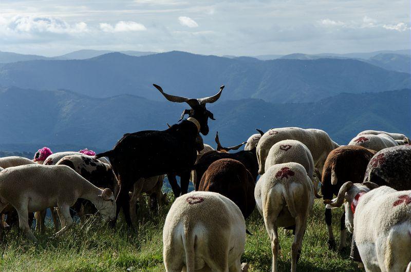 Moutons aigoual