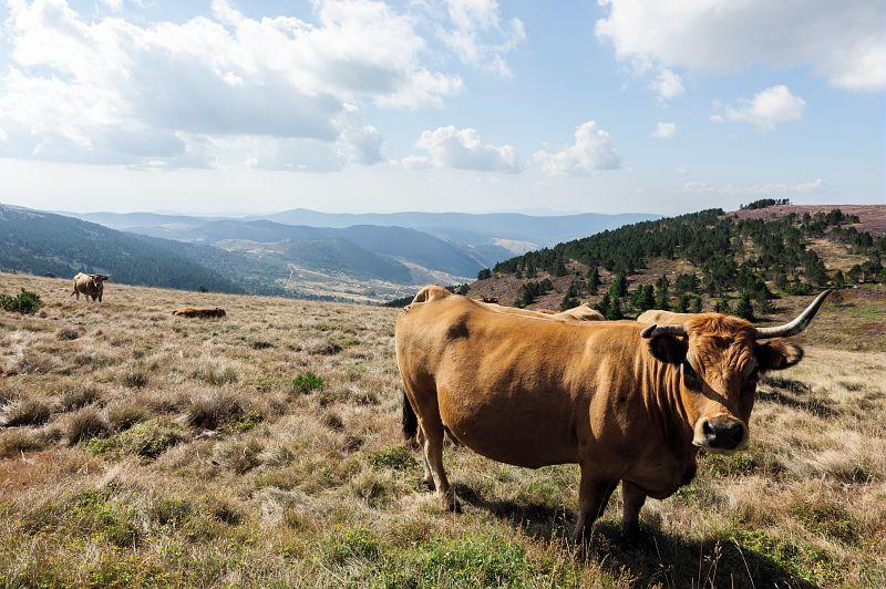 vache Aubrac
