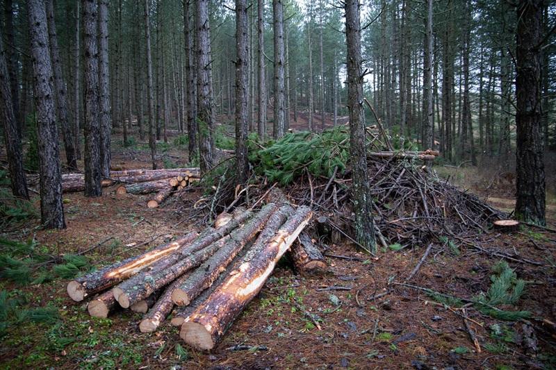Coupe de bois rocanti