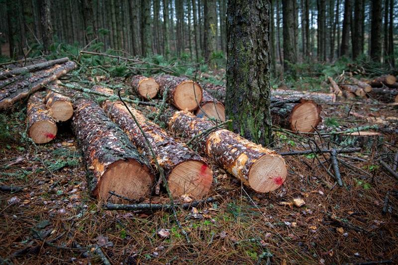 bois coupé et coloré