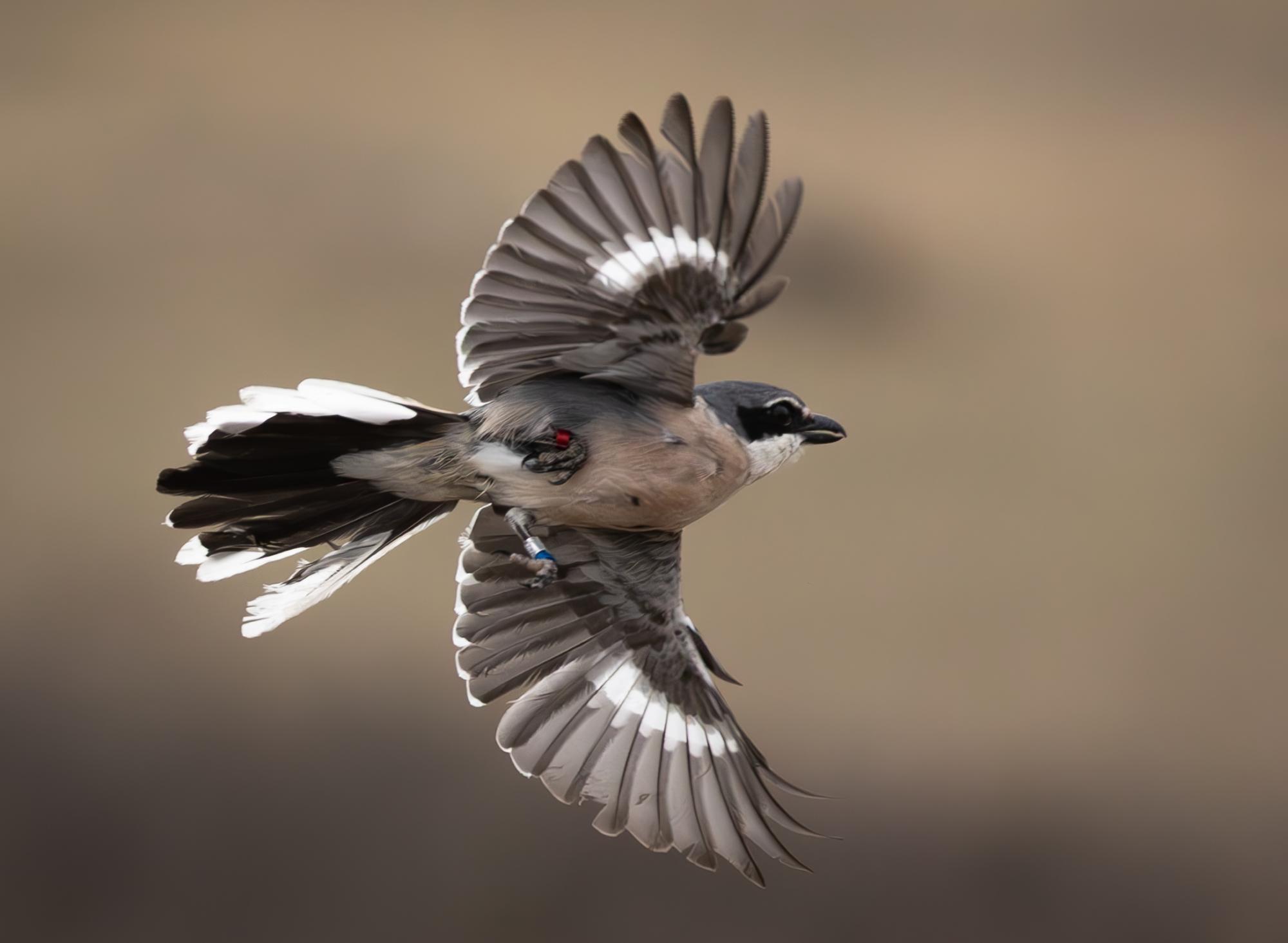 Pie grièche méridionale en vol