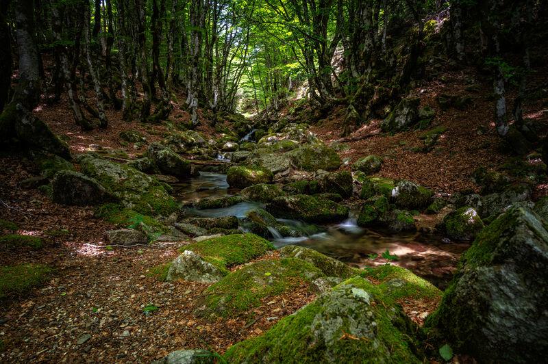 rivière dans les bois