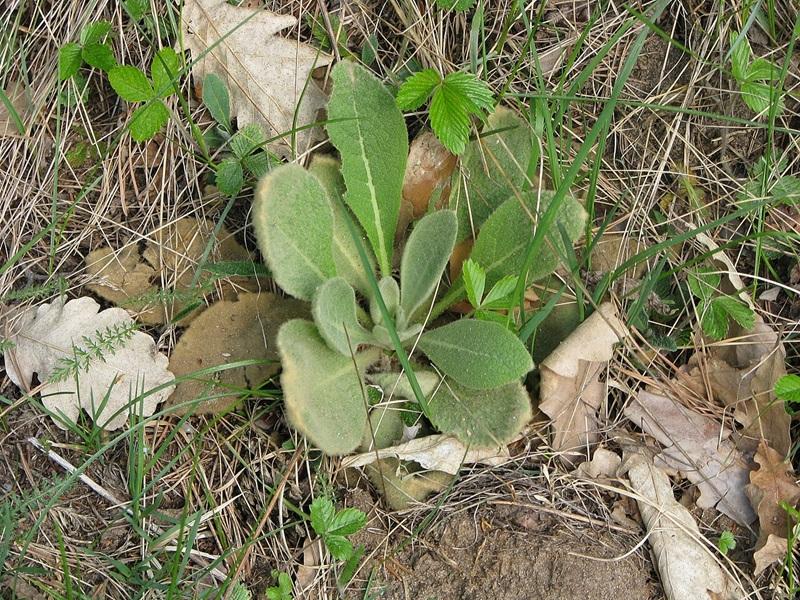 feuilles de molene bouillon blanc