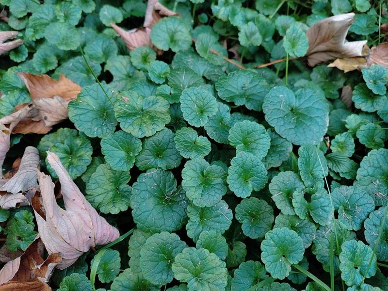 feuilles de lierre terrestre