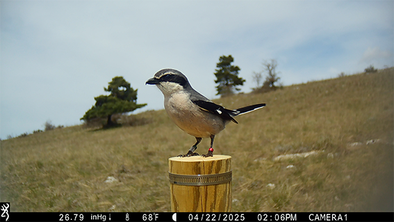 Pie grièche méridionale par piège photo