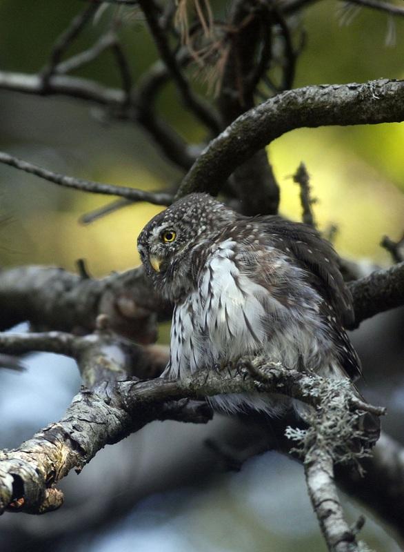 Chouette chevêchette