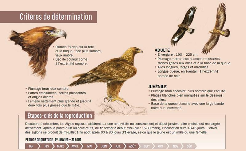 page intérieur du livre sur l'aigle royal