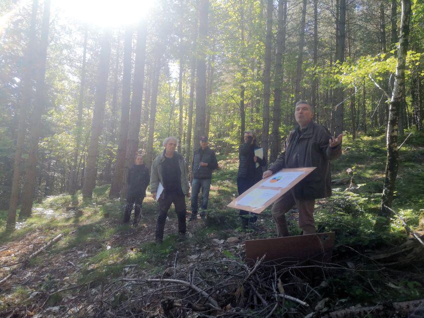 Forêt