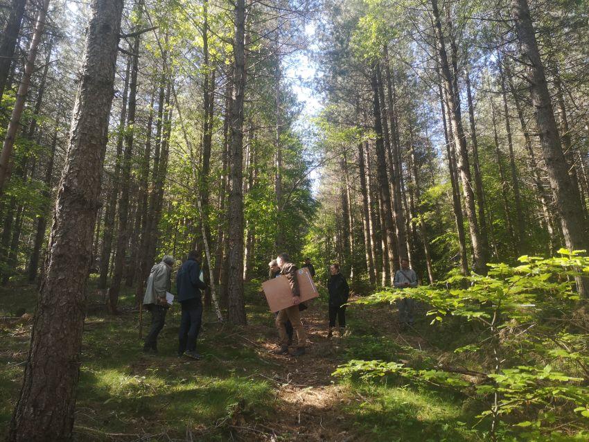 Forêt