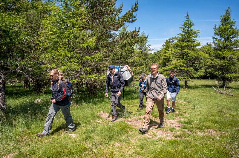 lacher de gypaètes sur le massif de l'Aigoual