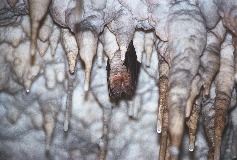 Rhinolophe Euryale