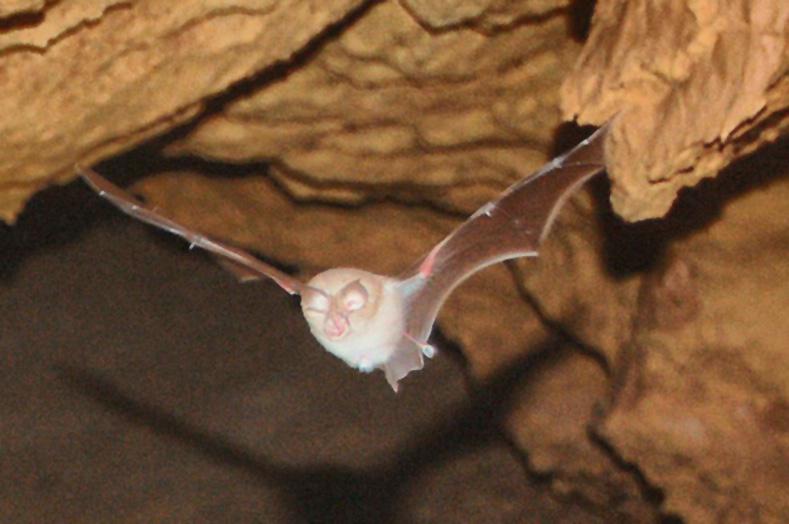 Rhinolophe en vol dans une grotte