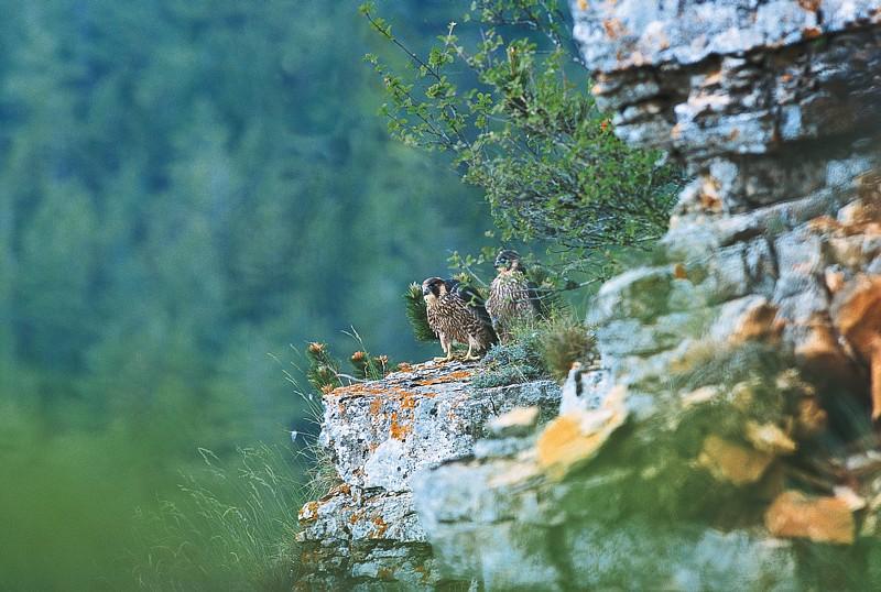 2 faucons pélerins