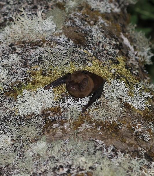 Grande noctule sur un tronc d'arbre