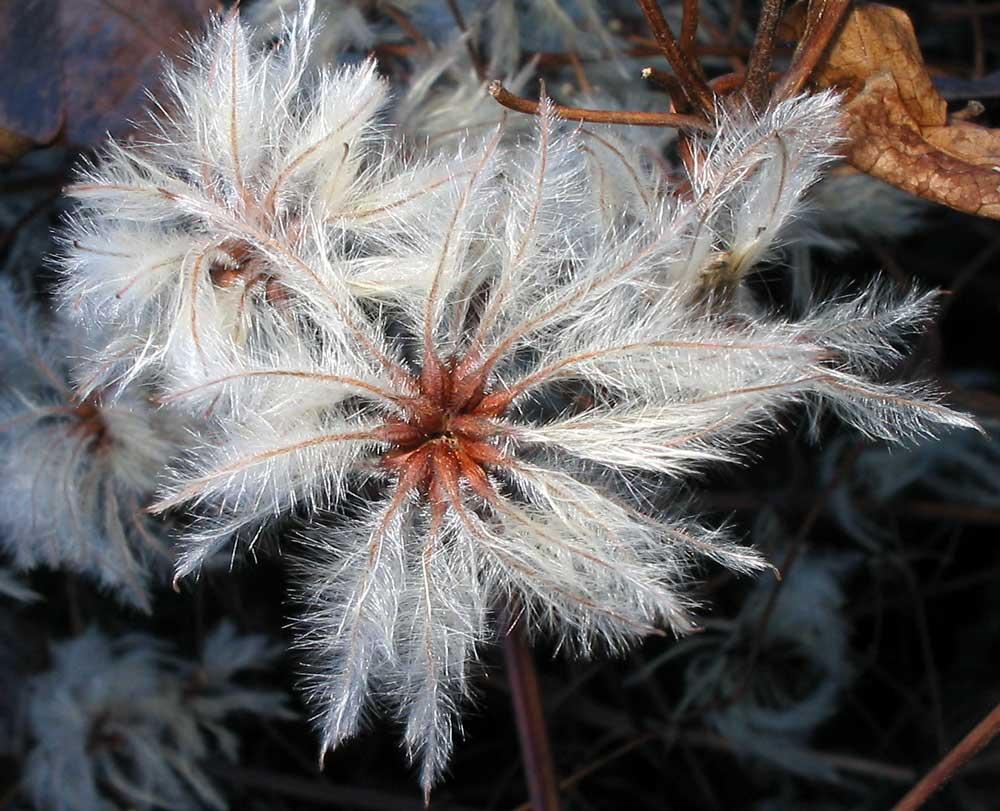 èrba de gus Clematis vitalba 