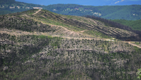 Forêt de Bordezac après l'incendie