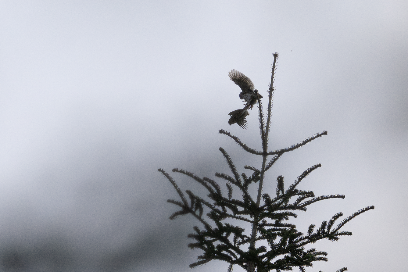 mâle et femelle chevêchette sur le sommet d'un arbre