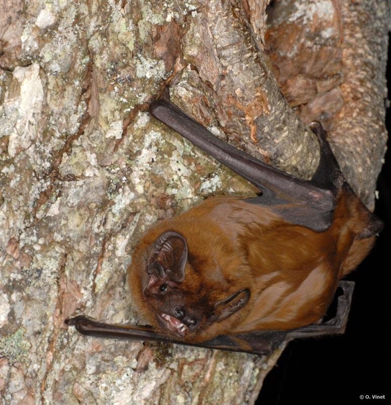 Grande noctule sur un rocher