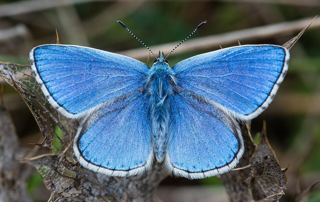 Azuré bleu céleste