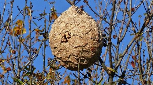 Frelon asiatique : un piège sélectif en 8 étapes selon les conseils d'un  apiculteur