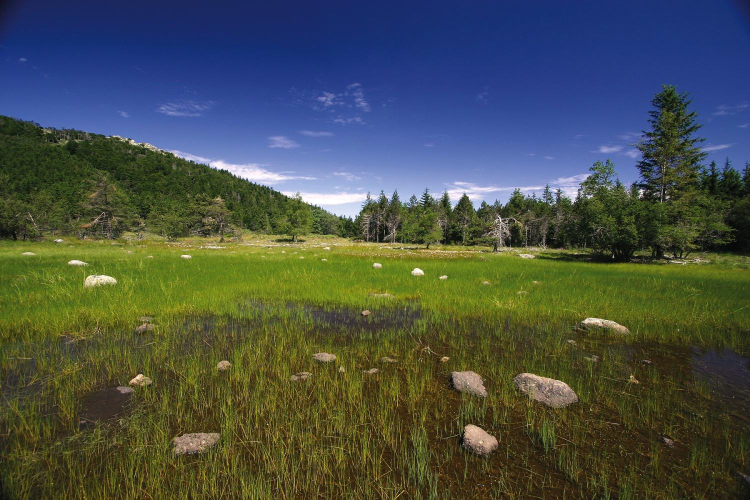 Les Milieux Humides | Parc National Des Cévennes