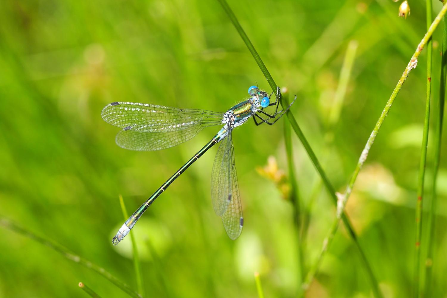 Lestes dryas