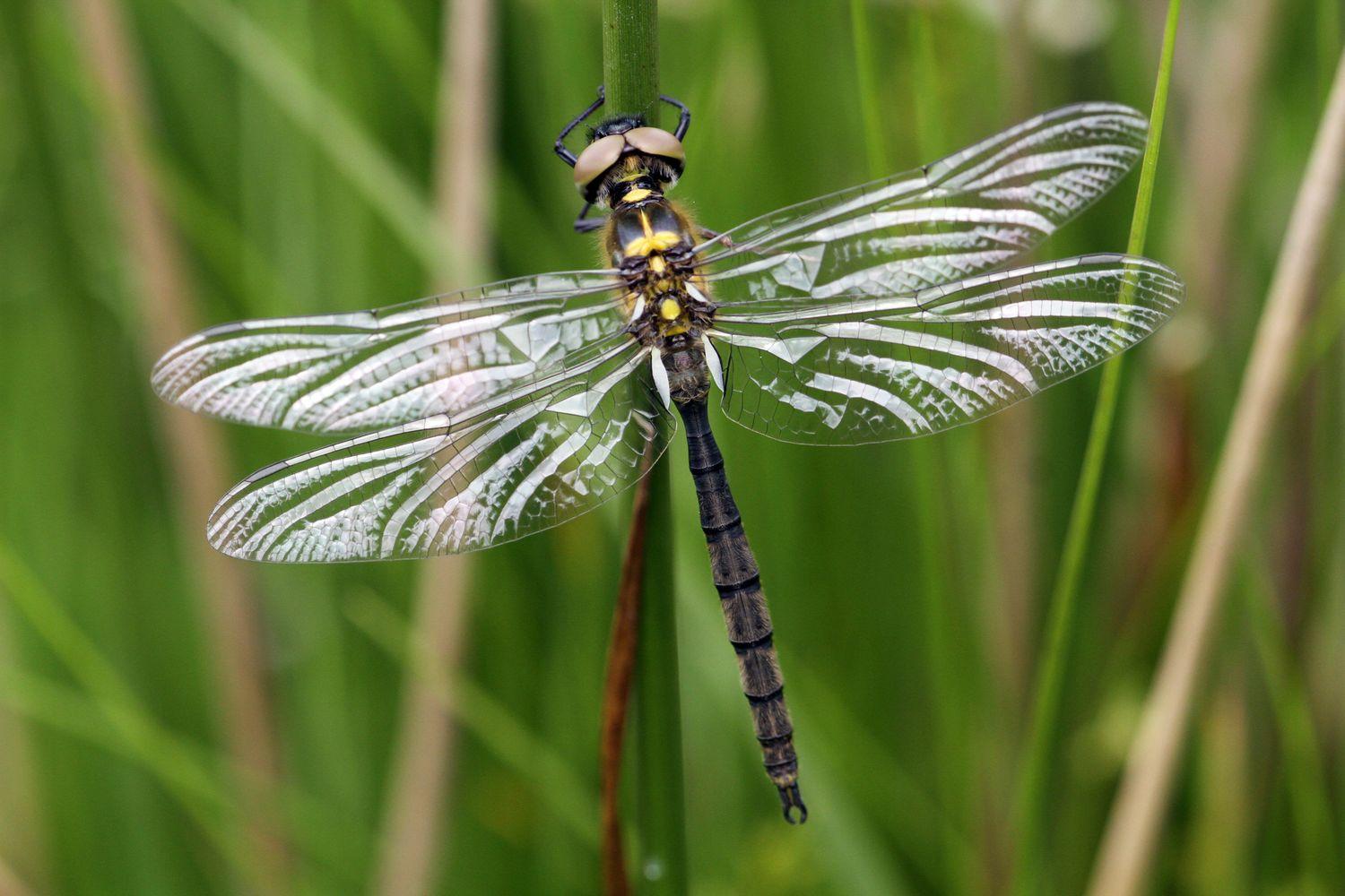  Somatochlora arctica