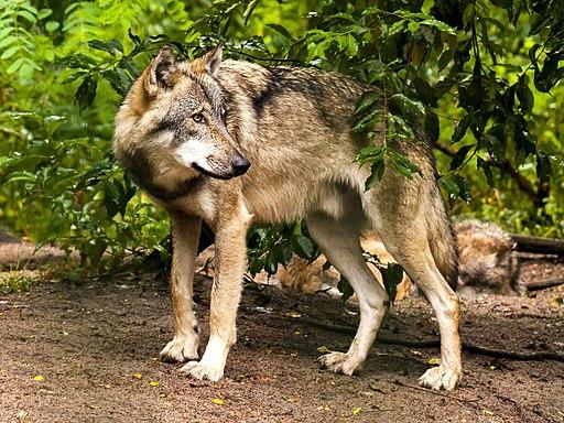 Le loup  Portail des parcs nationaux de France