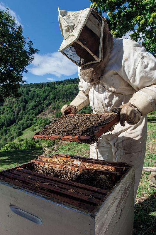 apiculture_op.jpg