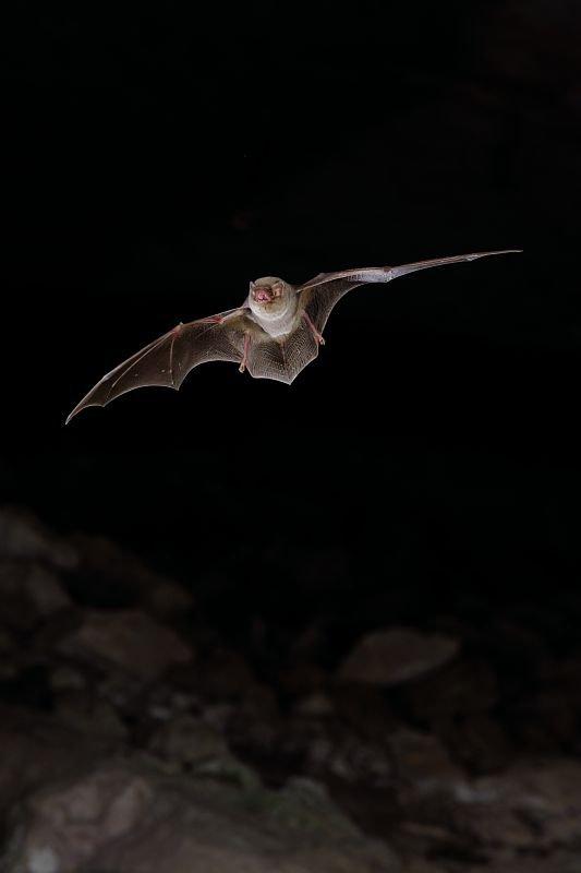 chauve-souris-en-vol.jpg.800x800_q85_watermark-d41d8cd98f00b204e9800998ecf8427e.jpg