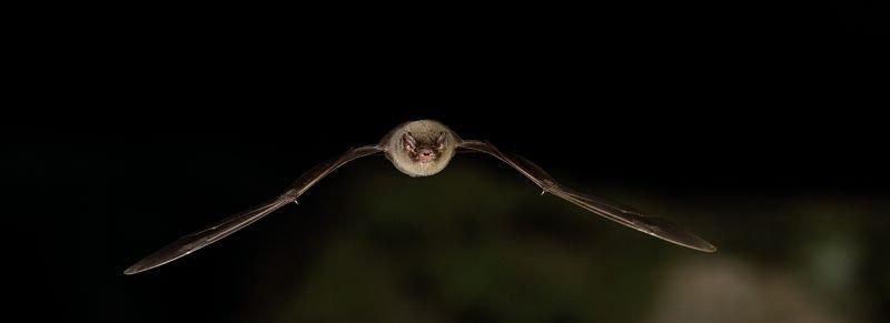 chauve_souris_gael.jpg.800x800_q85.jpg